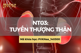 NT03: Tuyến thượng thận (PVKNaa_140300)