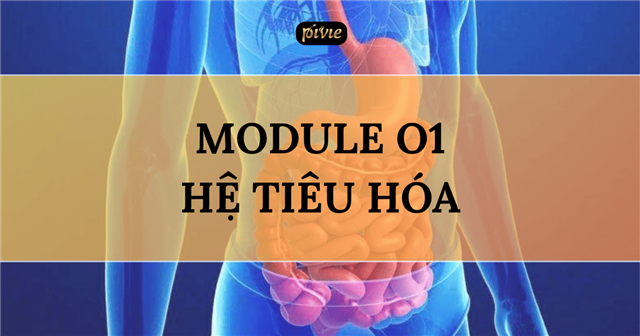 Hệ tiêu hóa (HTH_01)