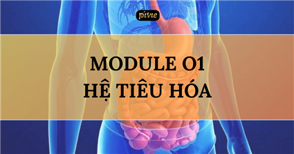 Hệ Tiêu hóa